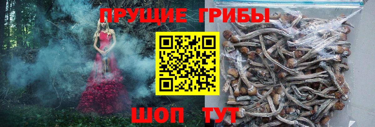 Псилоцибиновые грибы мицелий Грозный
